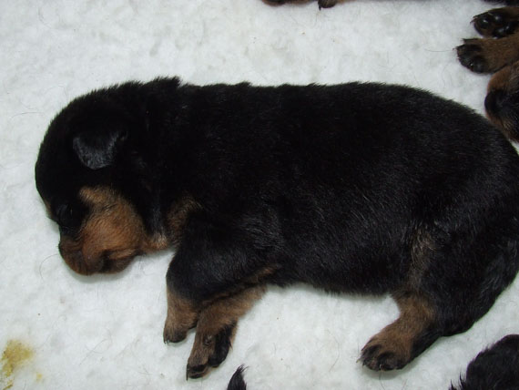 puppy's H-nest